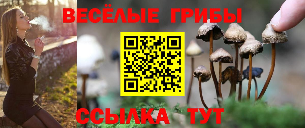 Псилоцибиновые грибы Cubensis  Псилоцибиновые грибы GOLDEN TEACHER  Видное 